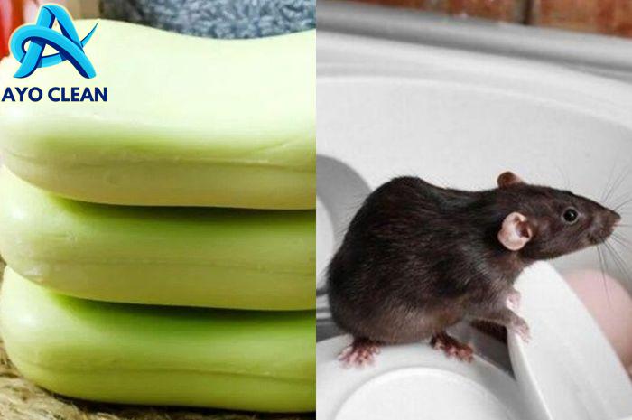 Cara Mengusir Tikus dengan Gunakan Satu Bahan Saja, Auto Kabur - iDEA