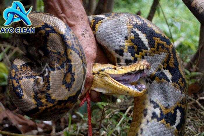 cara membedakan ular berbisa dan tidak berbisa #ular #edukasi #snake ...
