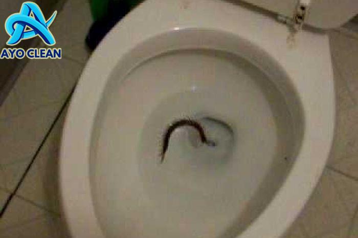 Ini Ternyata Penyebab Kelabang Muncul di Kamar Mandi dan Cara ...