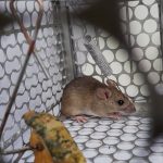 Cara Membasmi Tikus di Rumah dengan Buah Bintaro