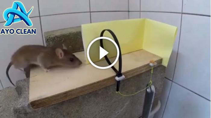 10 Cara Efektif Menangkap Tikus Menggunakan Jebakan Sederhana - YouTube