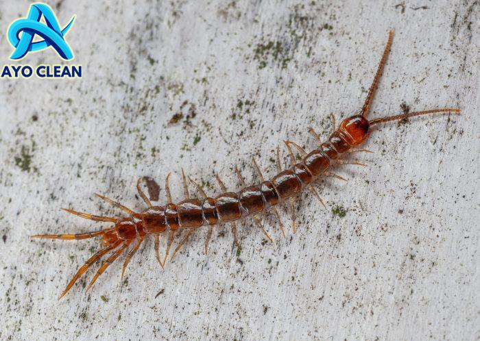 4 Cara Mengusir Kelabang dengan Menggunakan Bahan Alami 4 Cara Mengusir Kelabang dengan Menggunakan Bahan Alami