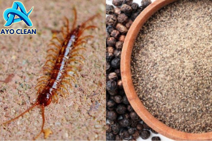 Berita Cara Mengusir Kelabang Terbaru Hari Ini - Grid.ID