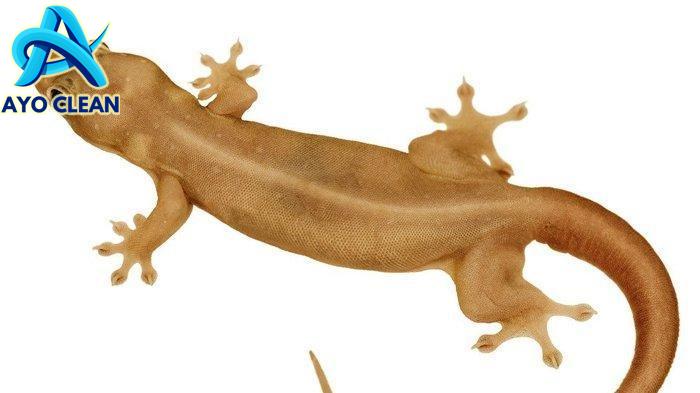 Arti Kejatuhan Kotoran Cicak Menurut Primbon Jawa Paling Komplit ...