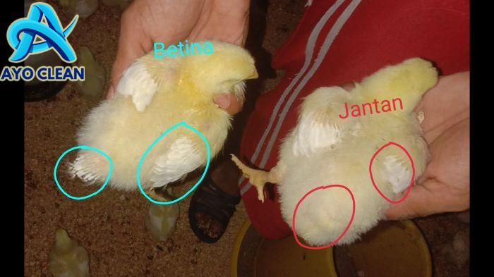 Mengetahui Perbedaan Ayam Pedaging Jantan dan Betina