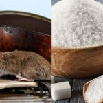 Cara membuat racun tikus