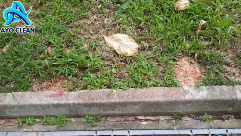 10 Cara Mengusir Tikus yang Mengganggu di Atap Rumah - YouTube