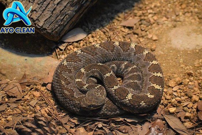 Tak Hanya Bertelur dan Melahirkan, Ternyata Ular Bisa Berkembang Biak ...