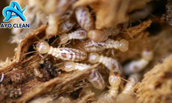 Jenis Jenis Rayap dan Fakta Menarik Seputar Rayap - Seilmu.com