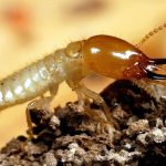 Layanan Pengendalian Rayap Tahan Lama Jabodetabek dan Sukabumi 2022 ...