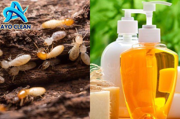 Bersyukur Dikasih Tahu Tukang Kayu, Usir Rayap Ternyata Cuma Butuh Air ...