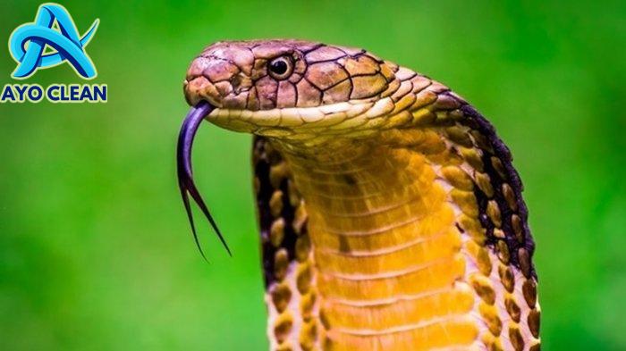 Musim Hujan Tiba, Simak Cara Efektif Mengusir Tikus dan Ular agar Tidak ...