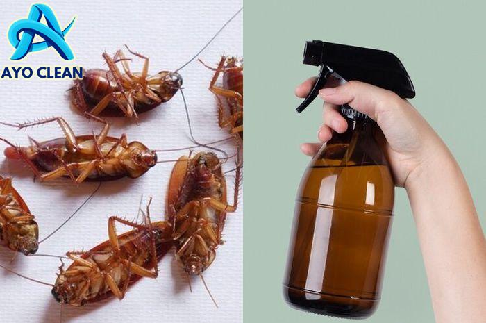 Cara membasmi kecoa di saluran air