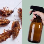 Cara mengusir kecoa terbang