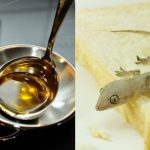 Pusing Cari Cara Usir Cicak di Rumah, Tahunya Cuma Modal Minyak Goreng ...