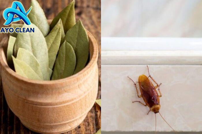 Dikasih Tahu Mertua, Cuma Pakai 10 Helai Daun Salam Saja, Kecoa di ...