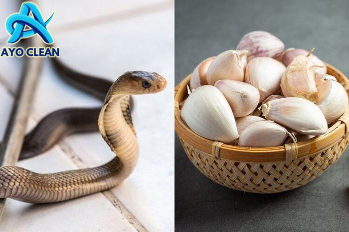 Belum Banyak yang Tahu, Bawang Putih Bisa Usir Ular dari Rumah, Begini ...
