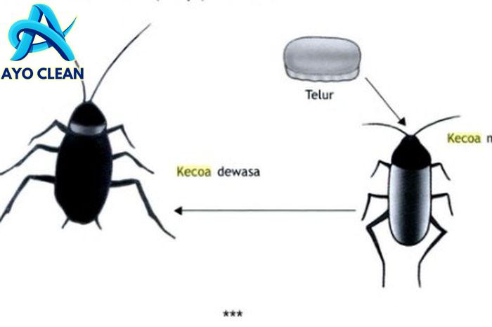 Kecoa berkembang biak dengan cara