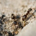 Cara menghilangkan semut di lantai