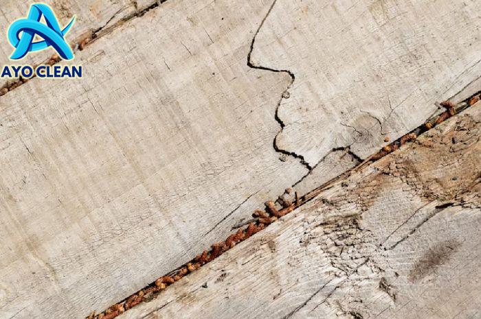 Mengatasi Rayap Kayu Dengan Cara Mudah dan Aman