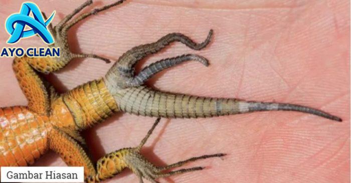 ekor cicak bercabang bawa keberuntungan luar biasa || yok cek faktanya ...