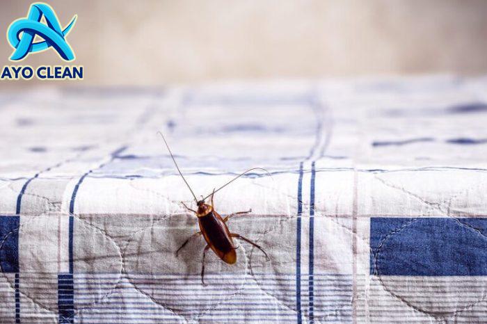 5 Cara Membasmi Kecoak dari Rumah dengan Bahan Alami