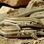 Mengetahui Perbedaan Ayam Pedaging Jantan dan Betina