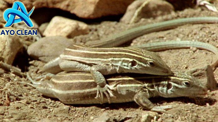 Mengetahui Perbedaan Ayam Pedaging Jantan dan Betina