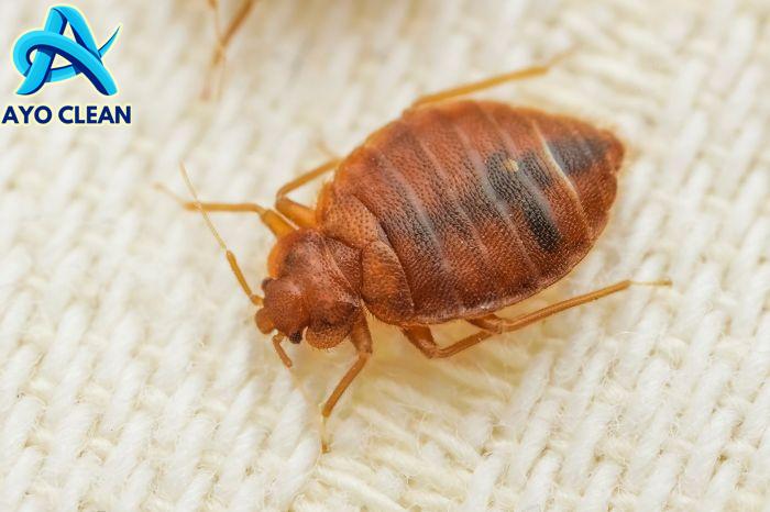 Cara Menghilangkan Noda Pada Spring Bed - Berjuanglah