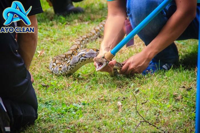 Cara Membunuh Ular Bagi Amatir - YouTube