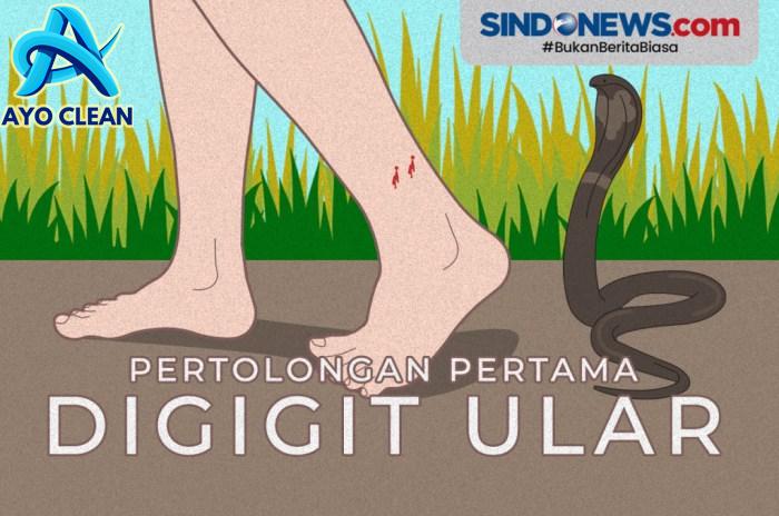 SINDOgrafis: Tak Perlu Panik, Begini Pertolongan Pertama Terkena ...