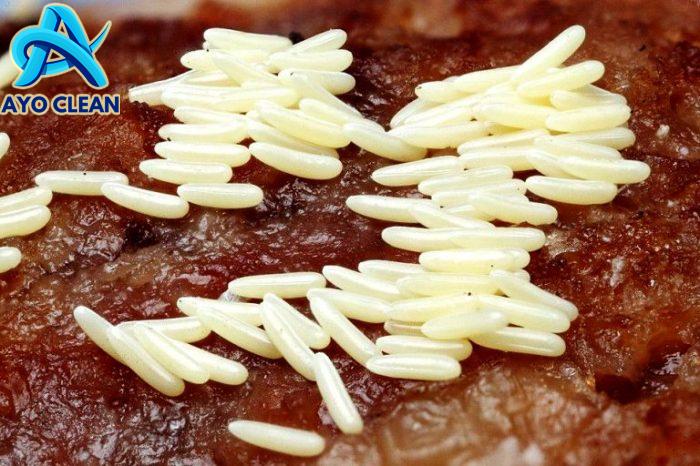 Penjelasan Tentang Daur Hidup Lalat - Adalah.id