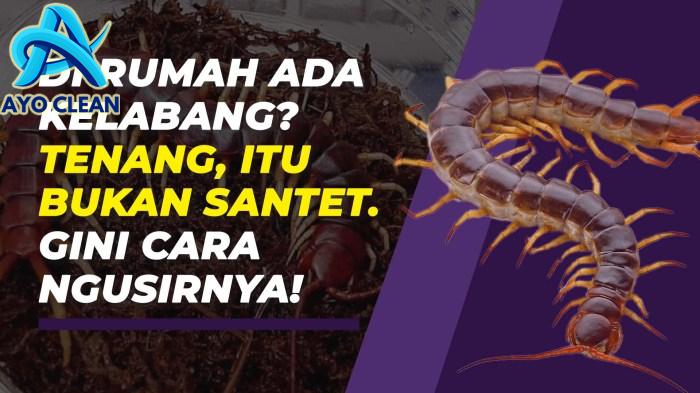 Ini Cara Ampuh Membasmi Kelabang di Rumah