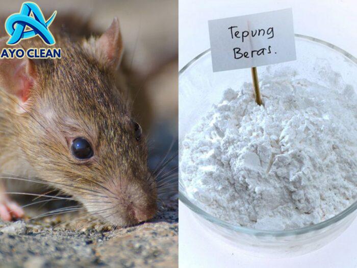 10 Cara Mengusir Tikus yang Mengganggu di Atap Rumah