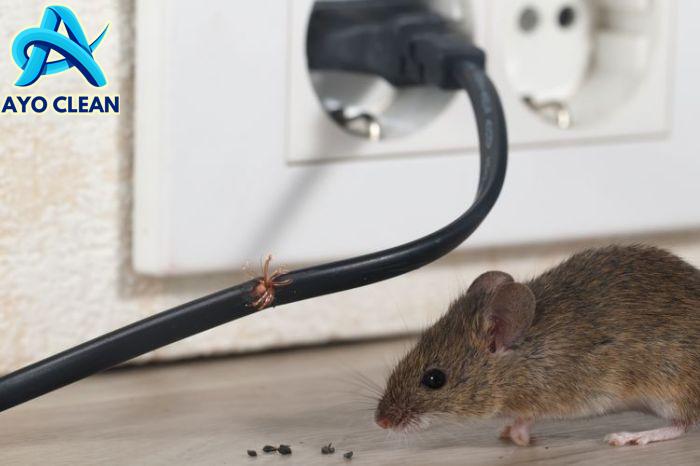 7 Cara Mengusir Tikus Dengan Bahan Alami, Mudah Buat Sendiri! - FUMIDA