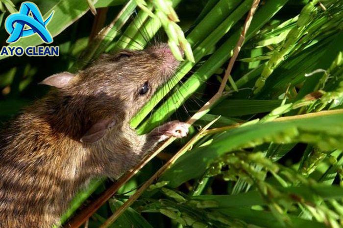 Cara Mengatasi Tikus Pada Tanaman Padi