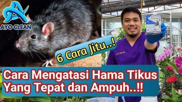 5 Cara Mudah Membasmi Tikus di Rumah, Selain Pakai Keju, Bisa Dijebak ...