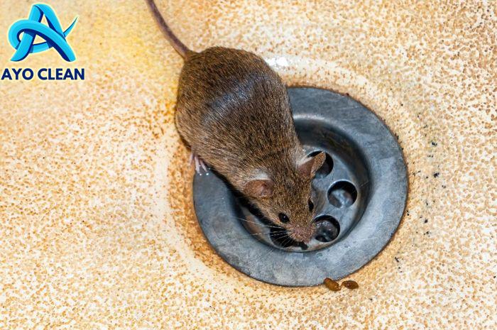 Jual pengendali tikus atau pengusir tikus, anti tikus, obat tikus ...