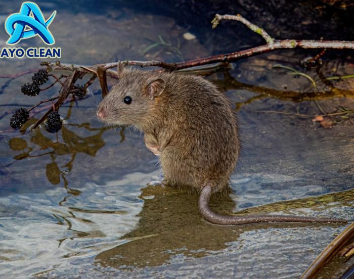 Dijamin Berhasil, Cara Mengusir Tikus Got - FUMIDA