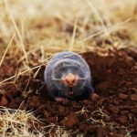 Cara menutup lubang tikus di tanah