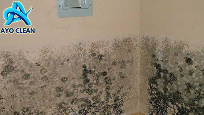 Cara Mengatasi Dinding Berjamur, Bisa Coba Tips Berikut Ini ...