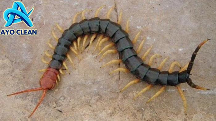 4 Cara Menyingkirkan Kelabang yang Muncul di Kamar Mandi, Bisa Gunakan ...