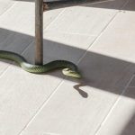 Bukan Garam, Ini Cara Alami Mengusir Ular di Sekitar Rumah