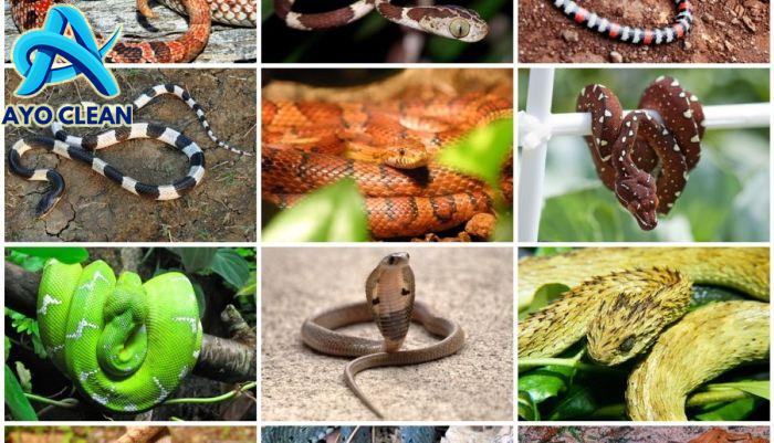 Cara membedakan ular berbisa dan tidak berbisa