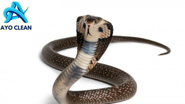 Cara merawat ular cobra