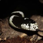 FAKTA Ular Weling yang Tewaskan Satpam di Serpong, dari Bisa Mematikan ...