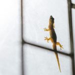 Sekali Jilat Cicak Langsung Minggat, Coba Sebar 2 Bumbu Dapur Ini, Anti ...