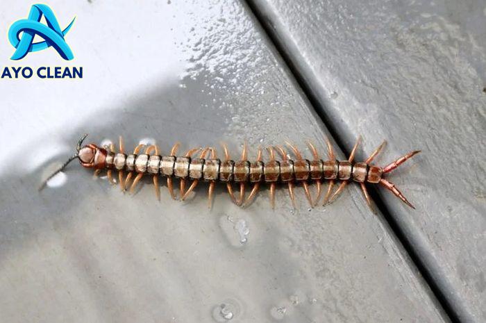 3 Cara Ampuh Mengusir Kelabang dari Kamar Mandi, Ibu-ibu Pasti Senang ...