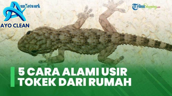 5 Cara Mudah dan Efektif Mengusir Tokek Dari Rumah, Salah Satunya ...