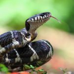 Ular Berkembang Biak dengan Cara Apa? | kumparan.com